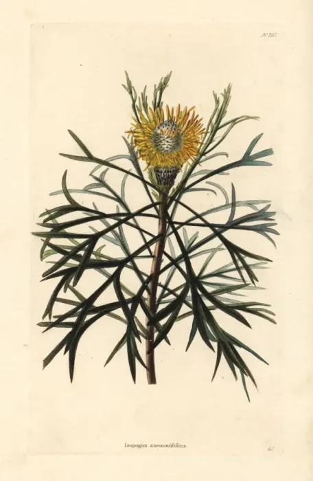 Framed Print : Broad-leaved drumsticks, Isopogon anemonifolius Framed Print : Broad-leaved drumsticks, Isopogon anemonifolius