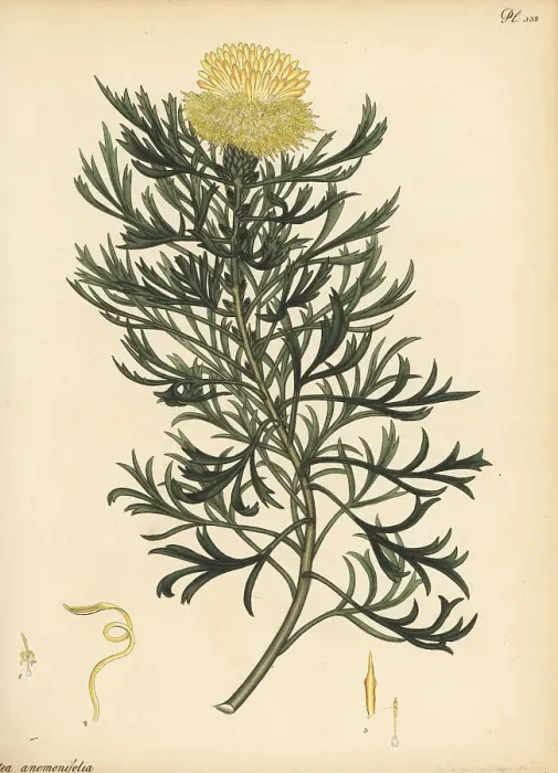 Framed Print : Broad-leaved drumsticks, Isopogon anemonifolius Framed Print : Broad-leaved drumsticks, Isopogon anemonifolius