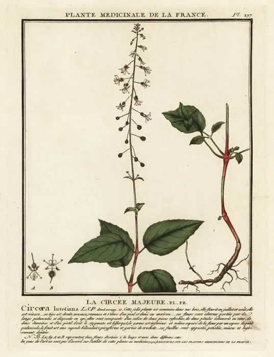 Framed Print : Broad-leaved enchanter's nightshade, Circaea lutetiana Framed Print : Broad-leaved enchanter's nightshade, Circaea lutetiana