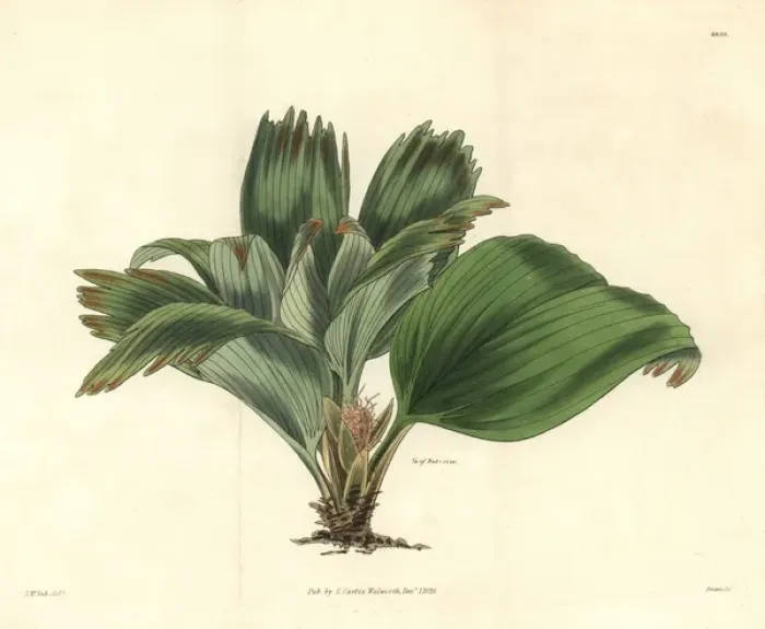 Framed Print : Broad-leaved ludovia, Ludovia latifolia or Framed Print : Broad-leaved ludovia, Ludovia latifolia or