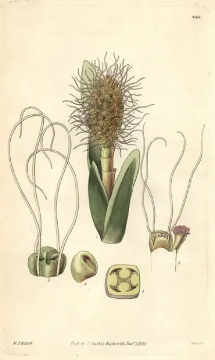 Framed Print : Broad-leaved ludovia, Ludovia latifolia or Framed Print : Broad-leaved ludovia, Ludovia latifolia or