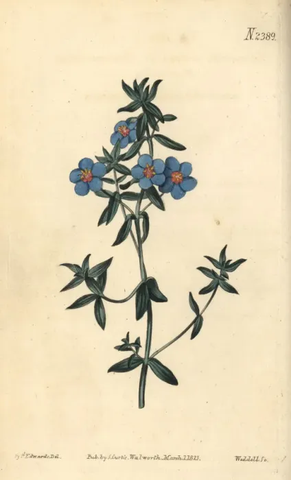 Framed Print : Broad-leaved pimpernel, Anagallis latifolia Framed Print : Broad-leaved pimpernel, Anagallis latifolia