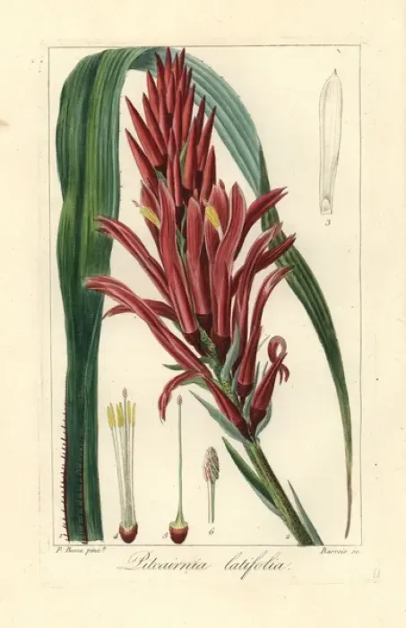 Framed Print : Broad leaved pitcairnia, Pitcairnia bifrons Framed Print : Broad leaved pitcairnia, Pitcairnia bifrons