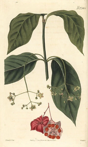 Broad-leaved spindle tree, Euonyms latifolius