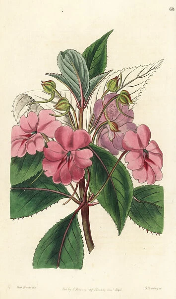 Broad-petaled balsam, Impatiens platypetala