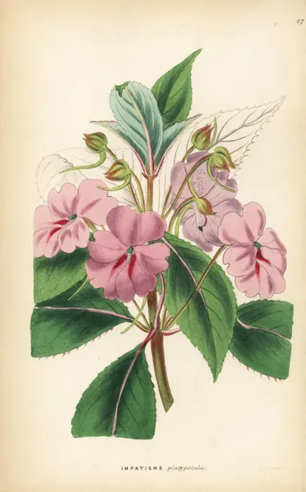 Framed Print : Broad-petaled balsam, Impatiens platypetala Framed Print : Broad-petaled balsam, Impatiens platypetala