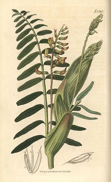 Broad-stipuled astragalus, Astragalus stipitatus