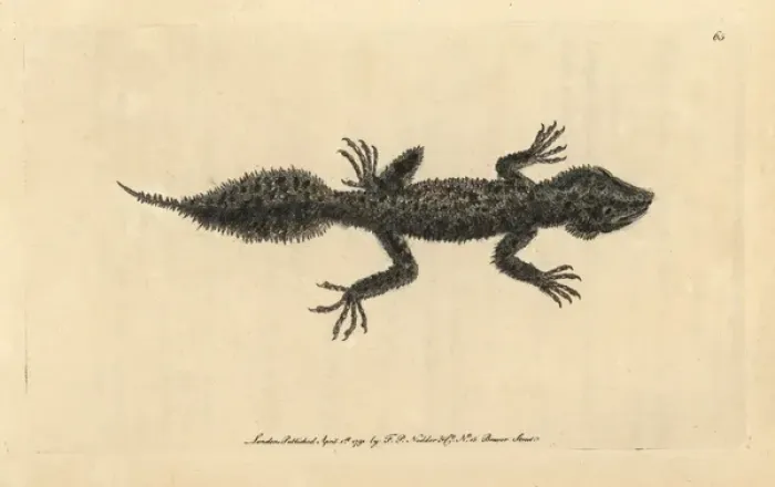 Framed Print : Broad-tailed gecko, Phyllurus platurus Framed Print : Broad-tailed gecko, Phyllurus platurus