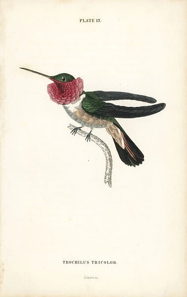 Broad-tailed hummingbird, Selasphorus platycercus