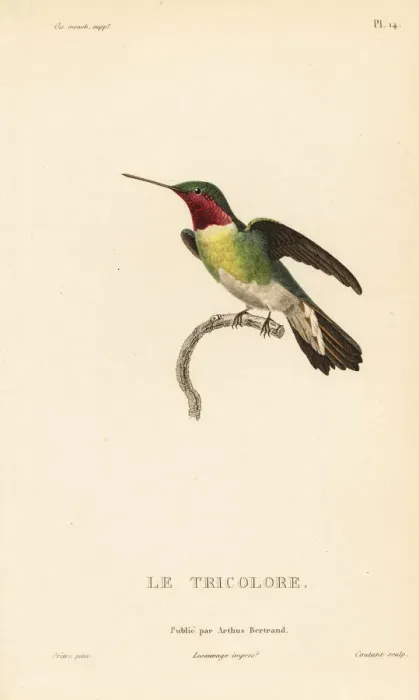 Framed Print : Broad-tailed hummingbird, Selasphorus platycercus Framed Print : Broad-tailed hummingbird, Selasphorus platycercus