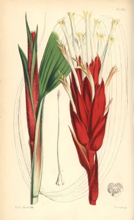 Framed Print : Broad waved-leaved pitcairnia, Pitcairnia undulatifolia Framed Print : Broad waved-leaved pitcairnia, Pitcairnia undulatifolia
