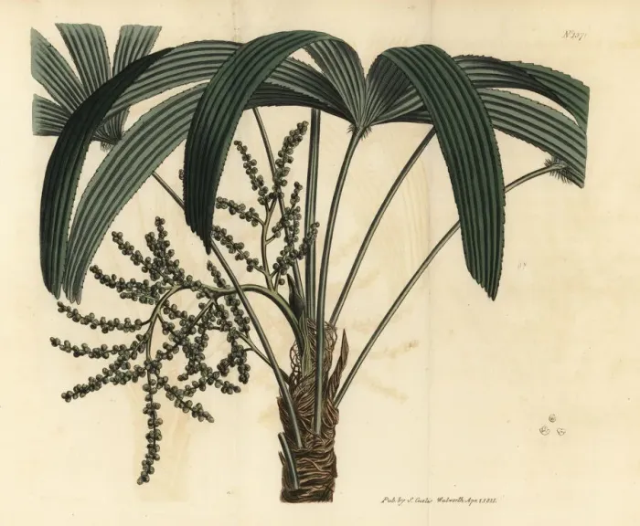 Framed Print : Broadleaf lady palm, Rhapis excelsa Framed Print : Broadleaf lady palm, Rhapis excelsa