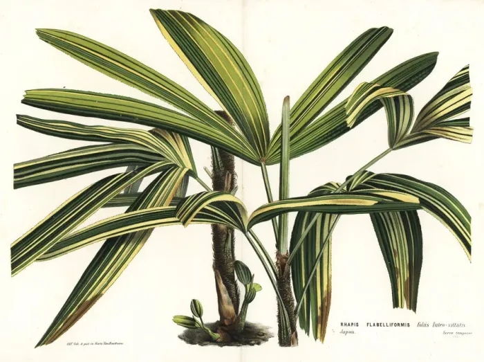 Framed Print : Broadleaf lady palm, Rhapis excelsa Framed Print : Broadleaf lady palm, Rhapis excelsa