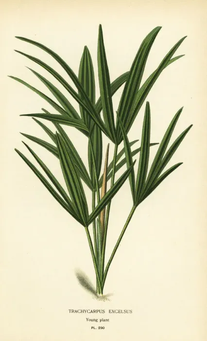 Framed Print : Broadleaf lady palm, Rhapis excelsa Framed Print : Broadleaf lady palm, Rhapis excelsa