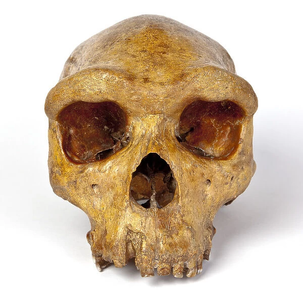 Broken Hill skull, Homo heidelbergensis