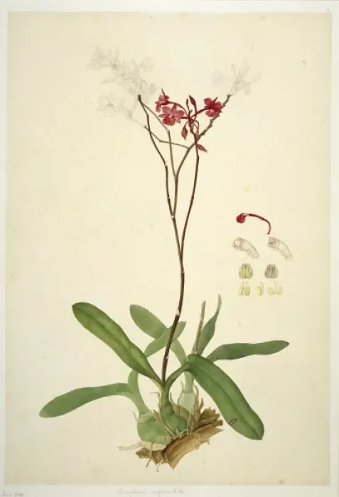 Framed Print : Bronphtoria sarpuinea Framed Print : Bronphtoria sarpuinea