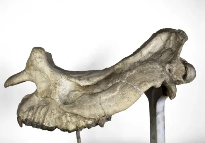 Framed Print : Brontotherium skull Framed Print : Brontotherium skull