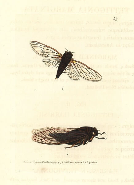 Bronze bark-buzzer and yellowbelly cicadas