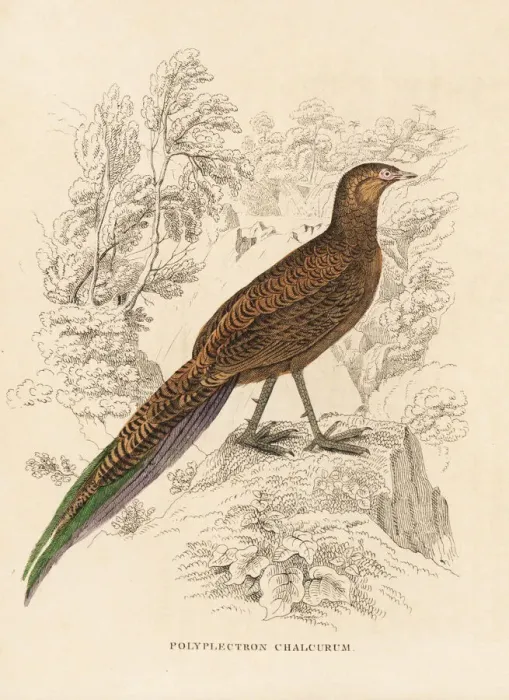 Framed Print : Bronze-tailed peacock-pheasant, Polyplectron chalcurum Framed Print : Bronze-tailed peacock-pheasant, Polyplectron chalcurum