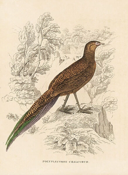 Bronze-tailed peacock-pheasant, Polyplectron chalcurum