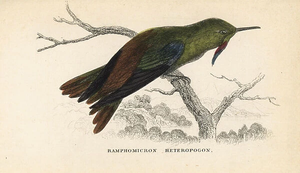 Bronze-tailed thornbill, Chalcostigma heteropogon