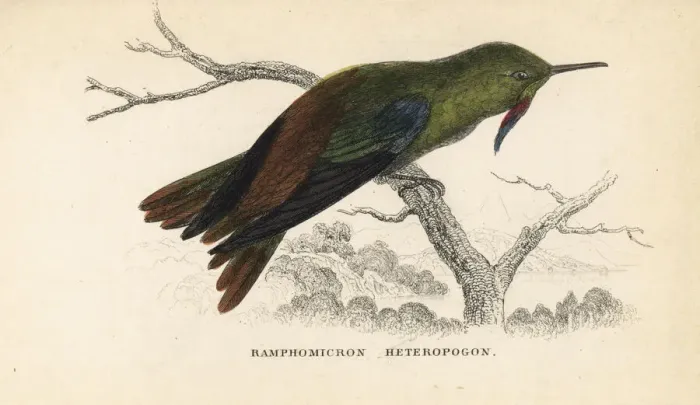 Framed Print : Bronze-tailed thornbill, Chalcostigma heteropogon Framed Print : Bronze-tailed thornbill, Chalcostigma heteropogon