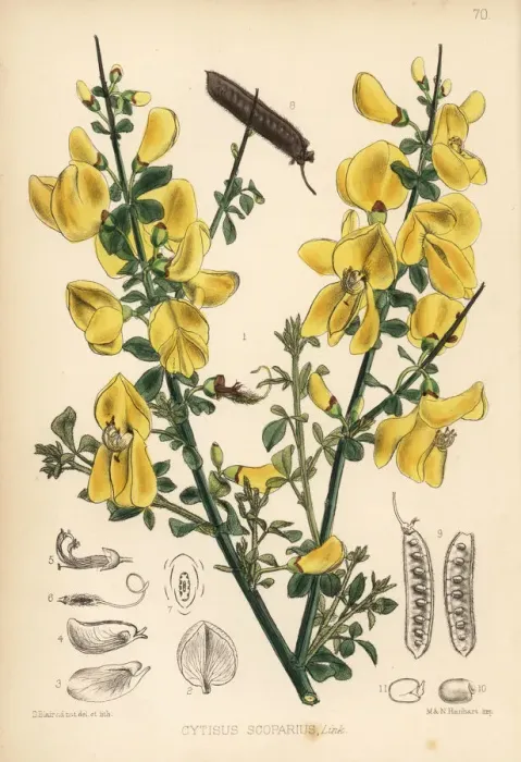 Framed Print : Broom, Cytisus scoparius Framed Print : Broom, Cytisus scoparius