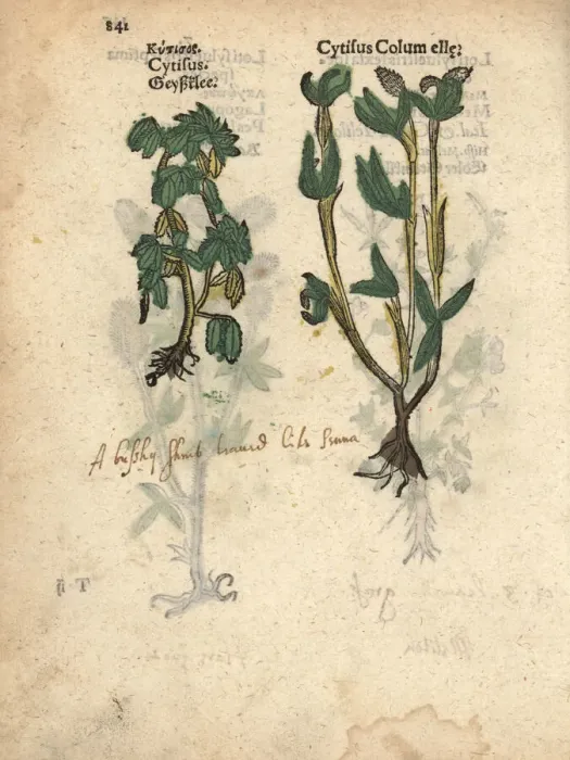 Framed Print : Broom species, Cytisus species and Cytisus columella Framed Print : Broom species, Cytisus species and Cytisus columella