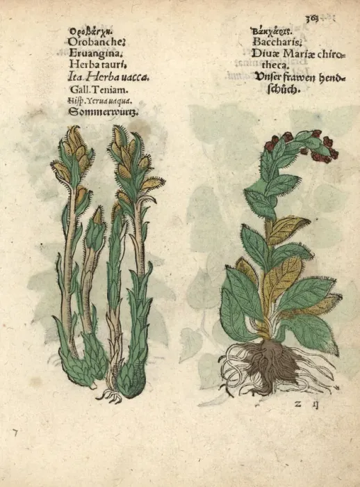 Framed Print : Broomrape, Orobanche minor, and foxglove, Digitalis purpurea Framed Print : Broomrape, Orobanche minor, and foxglove, Digitalis purpurea