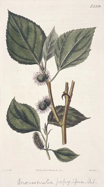 Broussonetia papyrifera, paper mulberry