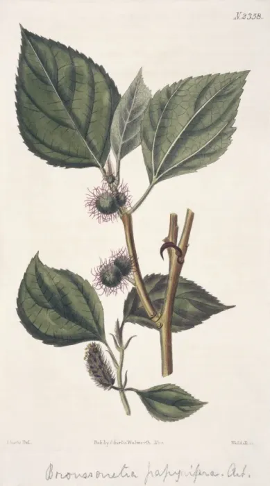 Framed Print : Broussonetia papyrifera, paper mulberry Framed Print : Broussonetia papyrifera, paper mulberry