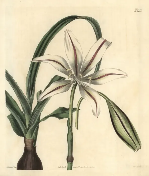 Framed Print : Broussonets crinum, Crinum broussoneti Framed Print : Broussonets crinum, Crinum broussoneti