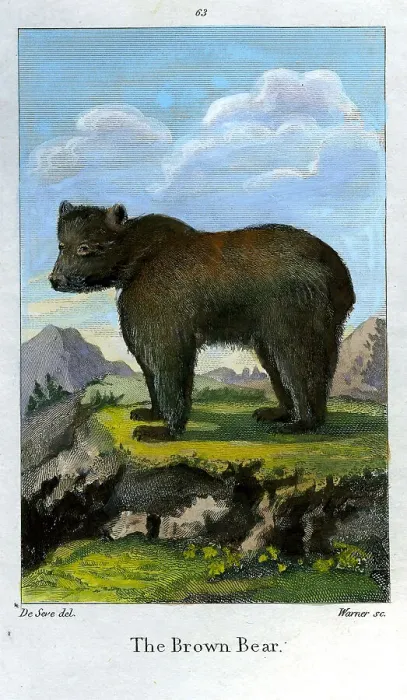 Framed Print : Brown Bear Framed Print : Brown Bear