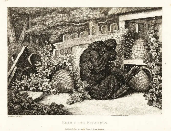 Framed Print : A brown bear attacked by an army of bees