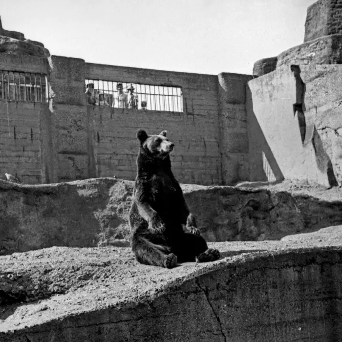 Framed Print : Brown bear, London Zoo Framed Print : Brown bear, London Zoo