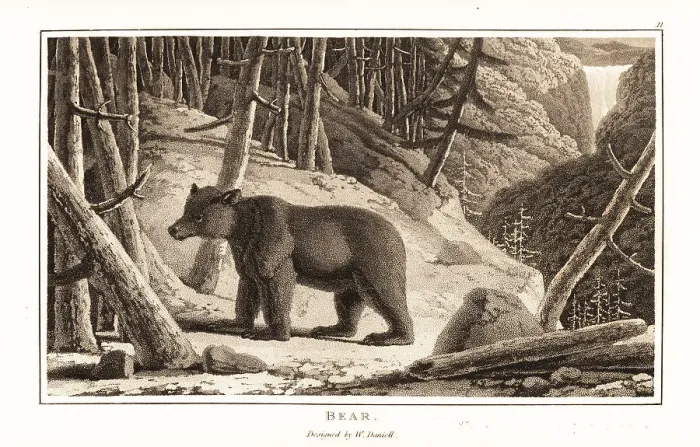 Framed Print : Brown bear, Ursus arcto, foraging in a mountain forest Framed Print : Brown bear, Ursus arcto, foraging in a mountain forest