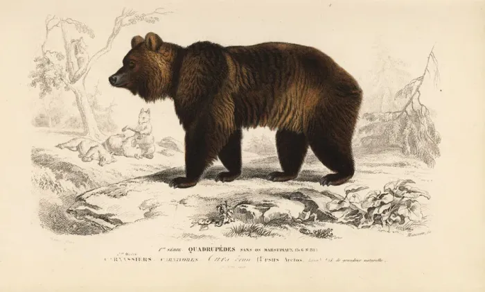 Framed Print : Brown bear, Ursus arctos Framed Print : Brown bear, Ursus arctos