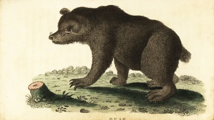 Framed Print : Brown bear, Ursus arctos Framed Print : Brown bear, Ursus arctos