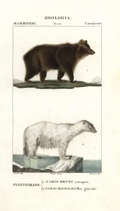 Framed Print : Brown bear, Ursus arctos arctos, and polar Framed Print : Brown bear, Ursus arctos arctos, and polar
