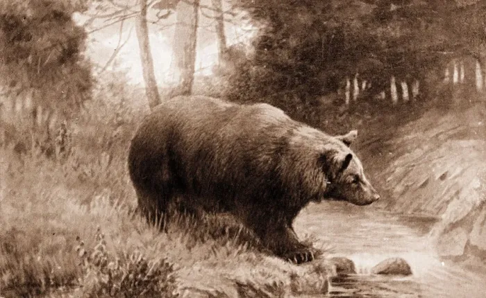 Framed Print : Brown bear in the wild Framed Print : Brown bear in the wild