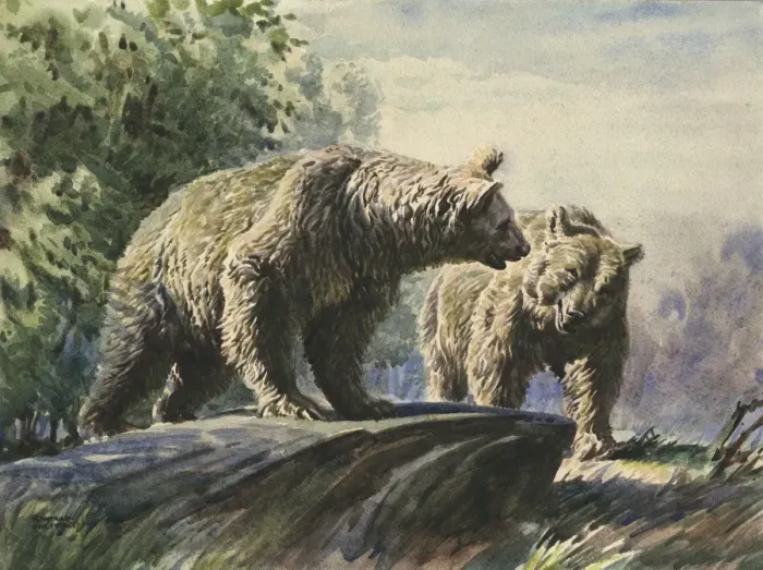 Framed Print : Brown bears Framed Print : Brown bears