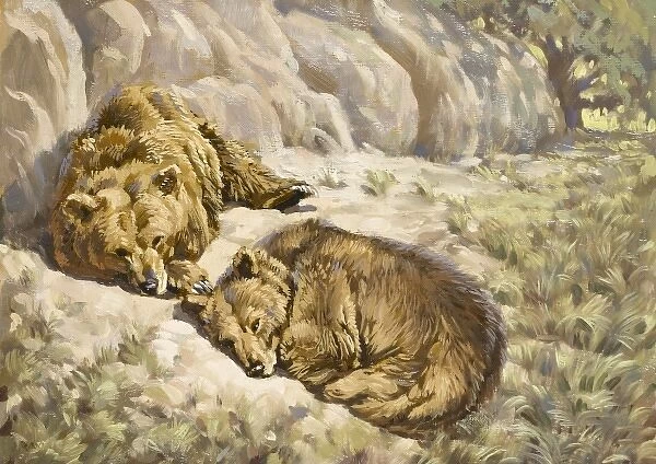 Brown bears asleep