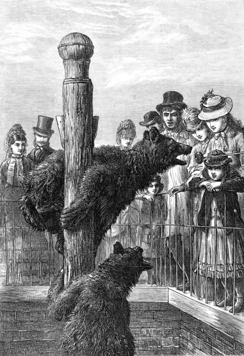 Framed Print : Brown Bears at London Zoo, 1873 Framed Print : Brown Bears at London Zoo, 1873