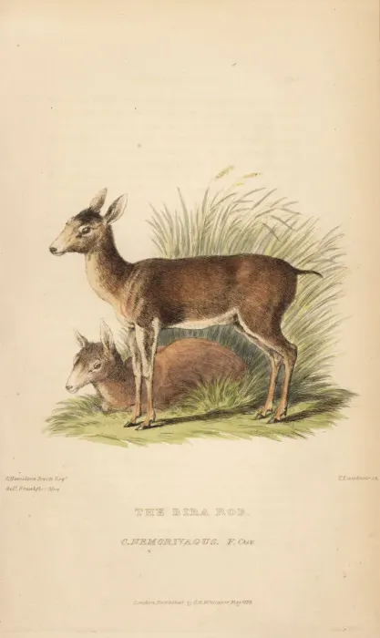 Framed Print : Brown brocket deer, Mazama gouazoubira Framed Print : Brown brocket deer, Mazama gouazoubira