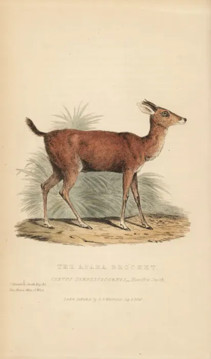 Framed Print : Brown brocket deer, Mazama gouazoubira (Apara Framed Print : Brown brocket deer, Mazama gouazoubira (Apara