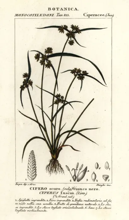 Framed Print : Brown galingale or brown flatsedge, Cyperus fuscus Framed Print : Brown galingale or brown flatsedge, Cyperus fuscus