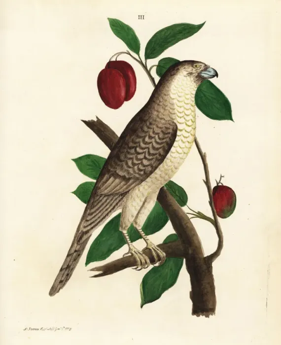 Framed Print : Brown hawk-owl on a mango tree