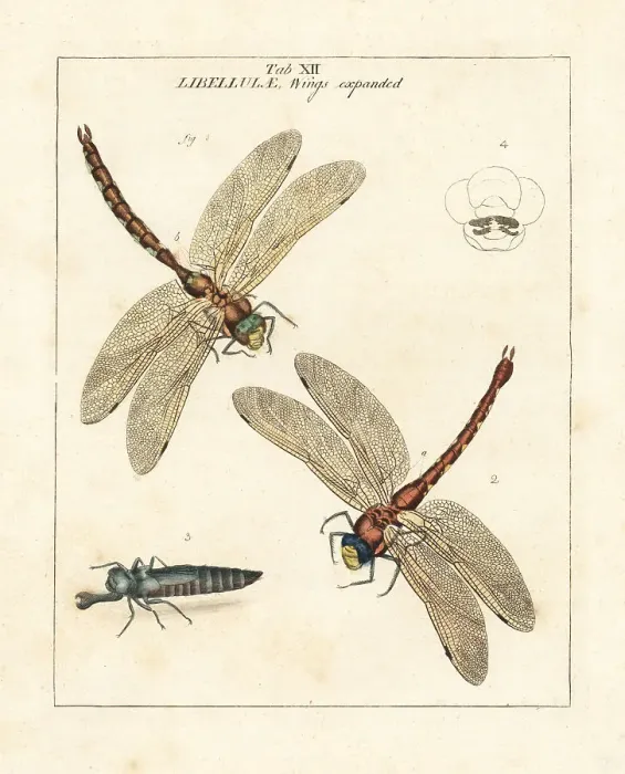 Framed Print : Brown hawker or large brown dragonfly, Aeshna grandis