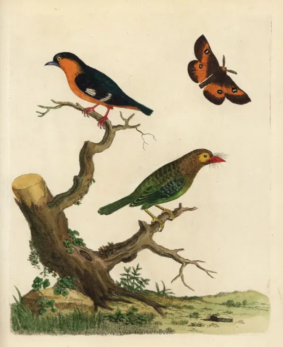 Framed Print : Brown-headed barbet and common iora Framed Print : Brown-headed barbet and common iora
