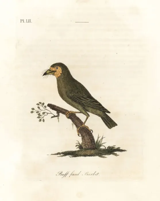 Framed Print : Brown-headed barbet, Megalaima zeylanica? Framed Print : Brown-headed barbet, Megalaima zeylanica?
